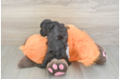 Havapoo Puppy for Adoption