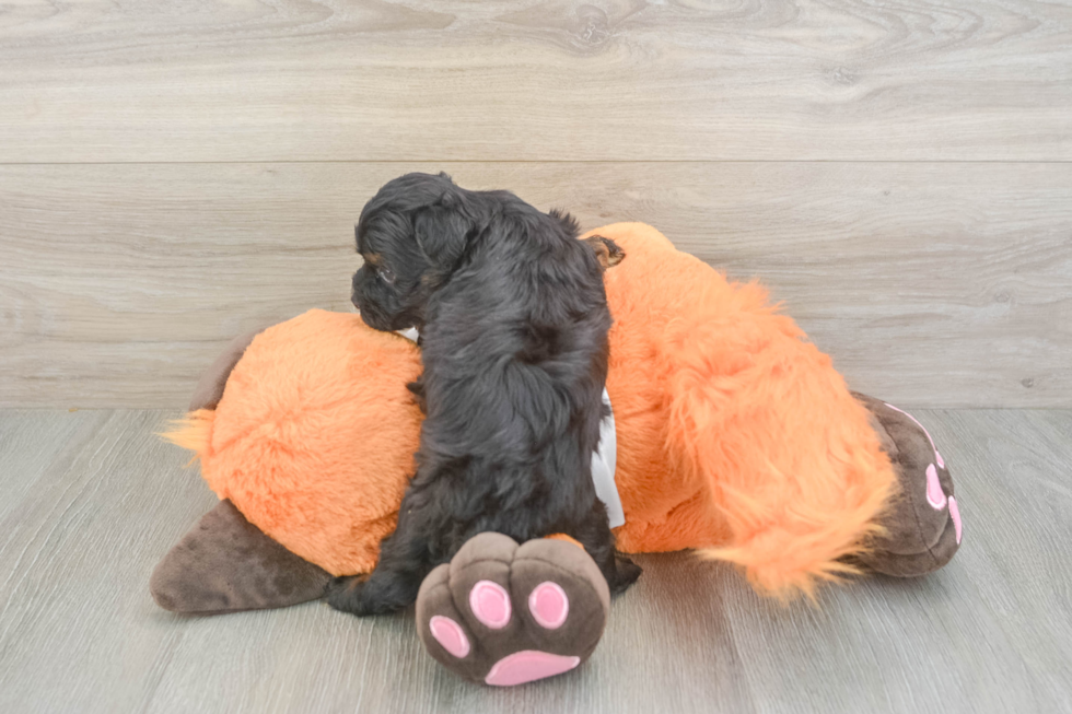Havapoo Puppy for Adoption