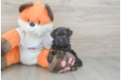 Smart Havapoo Poodle Mix Pup