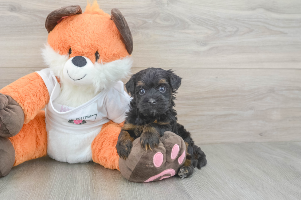 5 week old Havapoo Puppy For Sale - Windy City Pups