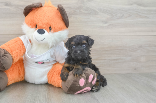 Smart Havapoo Poodle Mix Pup
