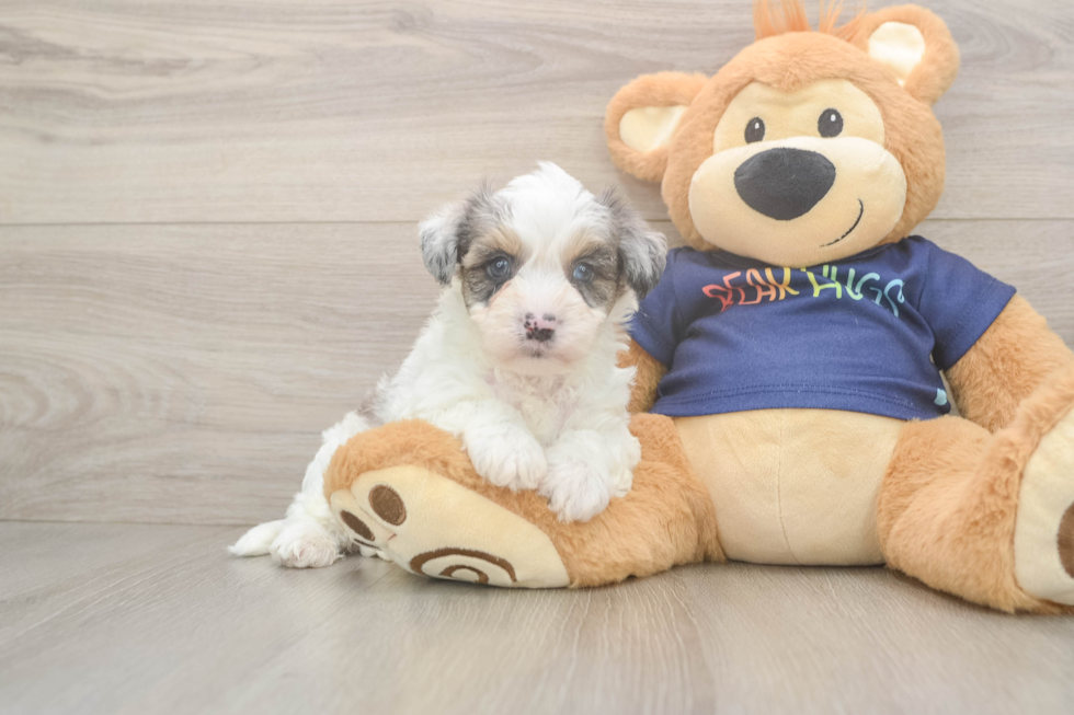 Popular Havapoo Poodle Mix Pup