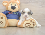 7 week old Havapoo Puppy For Sale - Windy City Pups