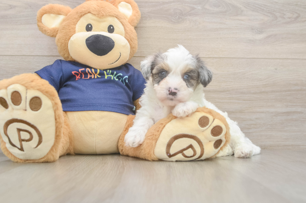 5 week old Havapoo Puppy For Sale - Windy City Pups