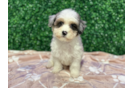 Cute Havadoodle Poodle Mix Puppy