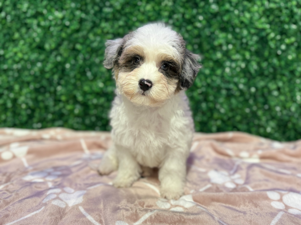 Cute Havadoodle Poodle Mix Puppy