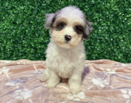 10 week old Havapoo Puppy For Sale - Windy City Pups