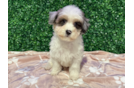 Havapoo Puppy for Adoption