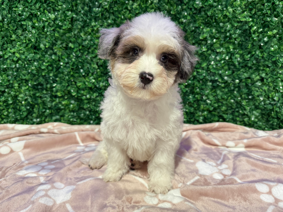 Havapoo Puppy for Adoption