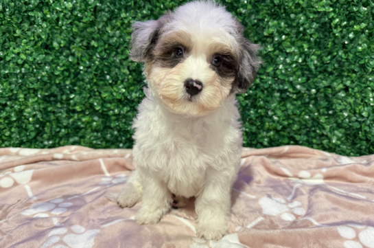 Havapoo Puppy for Adoption