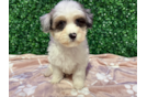 Cute Havadoodle Poodle Mix Puppy