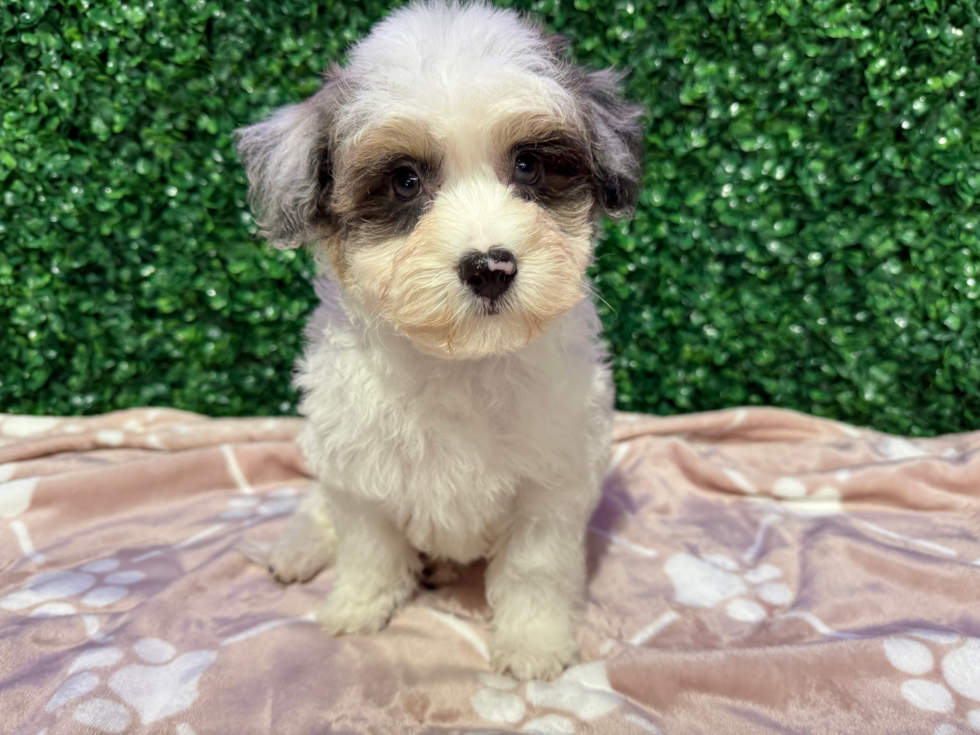 Cute Havadoodle Poodle Mix Puppy