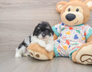 6 week old Havapoo Puppy For Sale - Windy City Pups