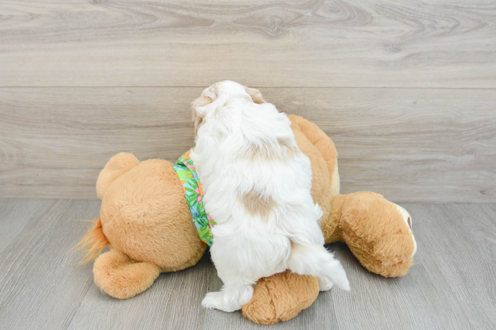 Smart Havapoo Poodle Mix Pup