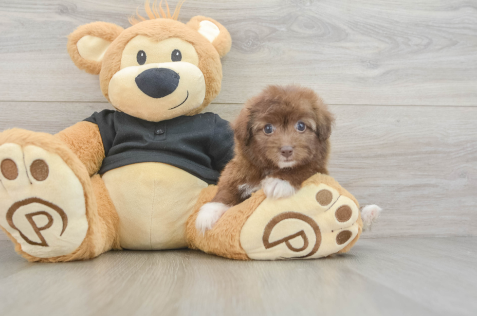 5 week old Havapoo Puppy For Sale - Windy City Pups