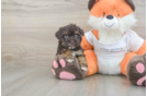 Hypoallergenic Havadoodle Poodle Mix Puppy