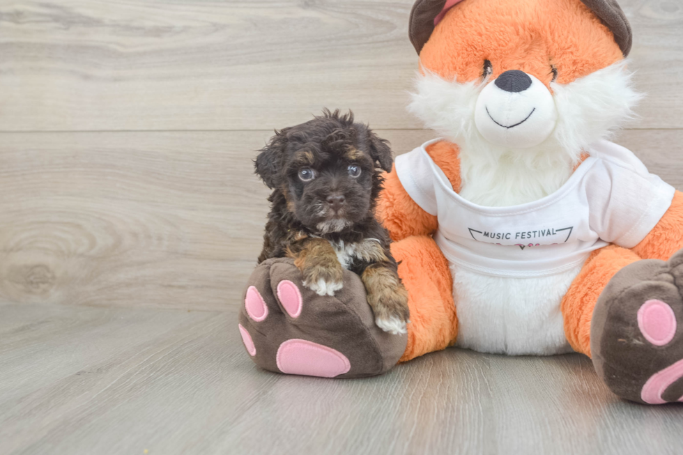 Hypoallergenic Havadoodle Poodle Mix Puppy