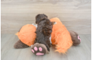 Little Havadoodle Poodle Mix Puppy