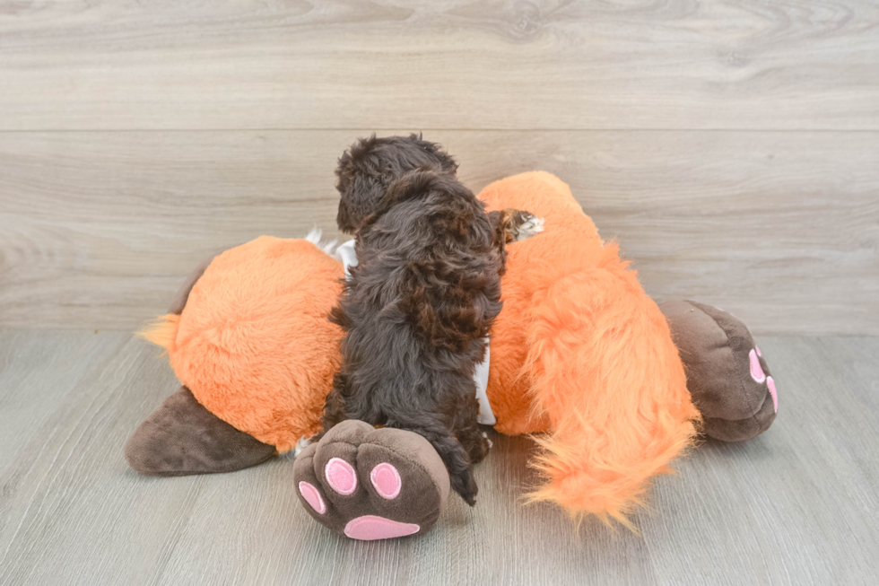 Little Havadoodle Poodle Mix Puppy