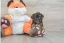 Hypoallergenic Havadoodle Poodle Mix Puppy