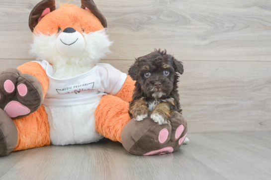 Hypoallergenic Havadoodle Poodle Mix Puppy