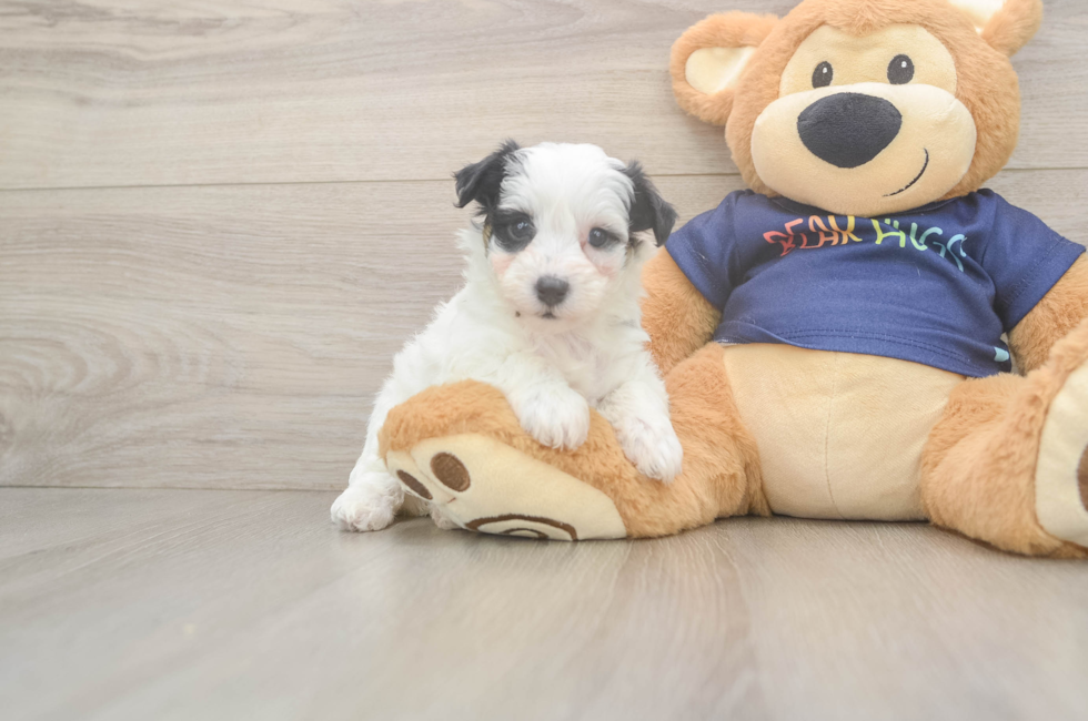 5 week old Havapoo Puppy For Sale - Windy City Pups