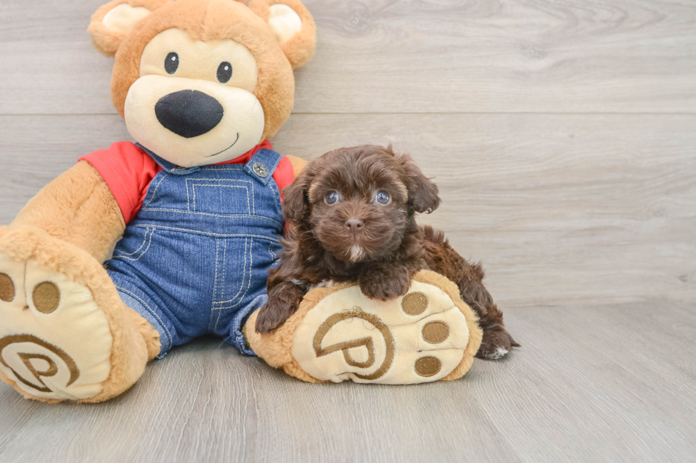 Playful Havadoodle Poodle Mix Puppy