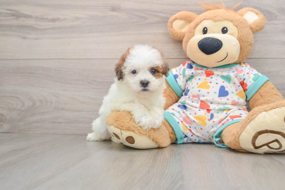 Playful Havadoodle Poodle Mix Puppy