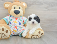 7 week old Havapoo Puppy For Sale - Windy City Pups