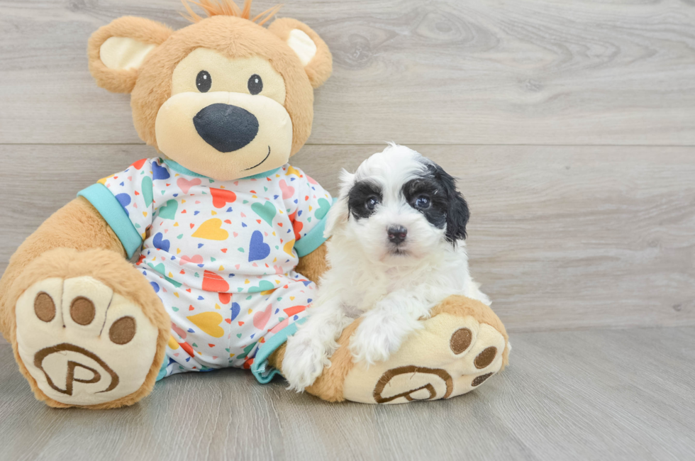 5 week old Havapoo Puppy For Sale - Windy City Pups