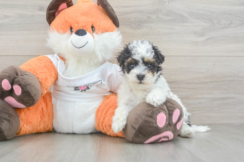 5 week old Havapoo Puppy For Sale - Windy City Pups