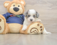 7 week old Havapoo Puppy For Sale - Windy City Pups