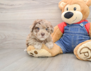 6 week old Havapoo Puppy For Sale - Windy City Pups