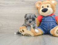 8 week old Havapoo Puppy For Sale - Windy City Pups
