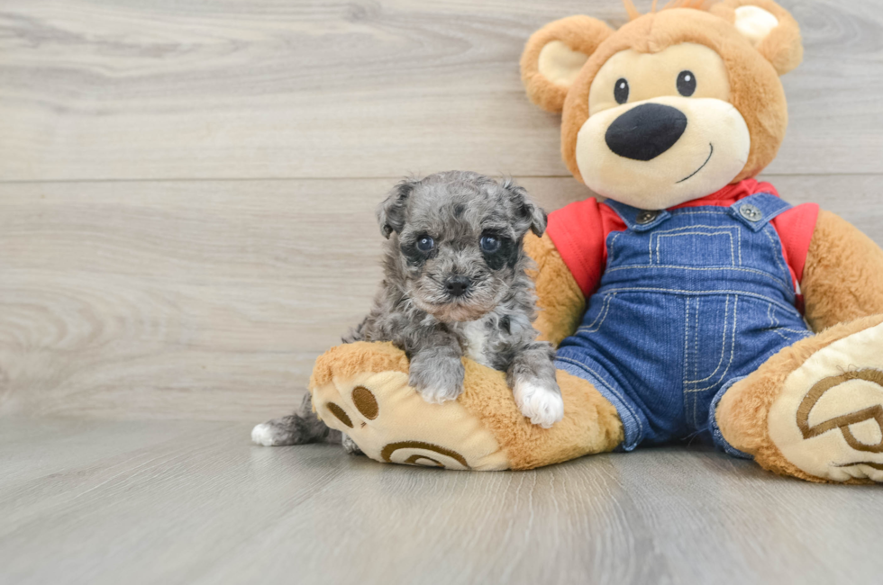 7 week old Havapoo Puppy For Sale - Windy City Pups