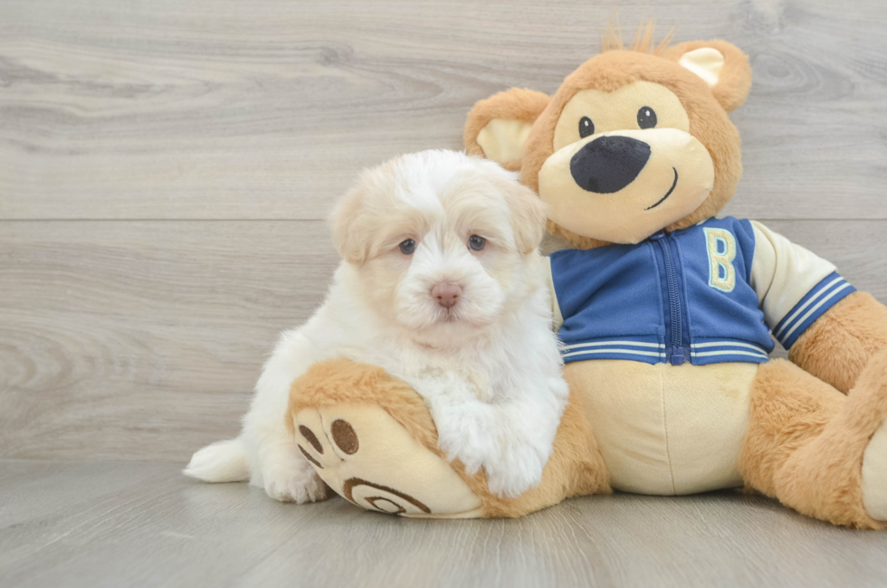 5 week old Havapoo Puppy For Sale - Windy City Pups