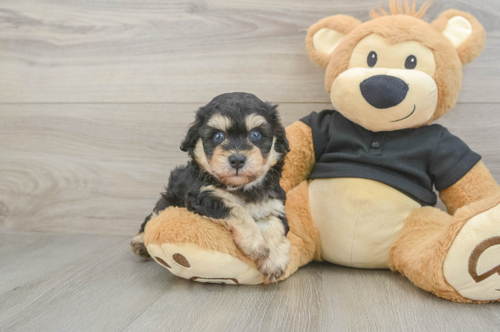 5 week old Havapoo Puppy For Sale - Windy City Pups