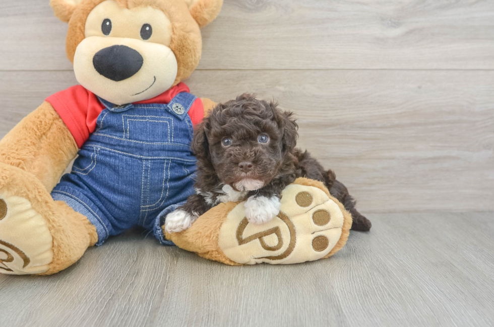 5 week old Havapoo Puppy For Sale - Windy City Pups