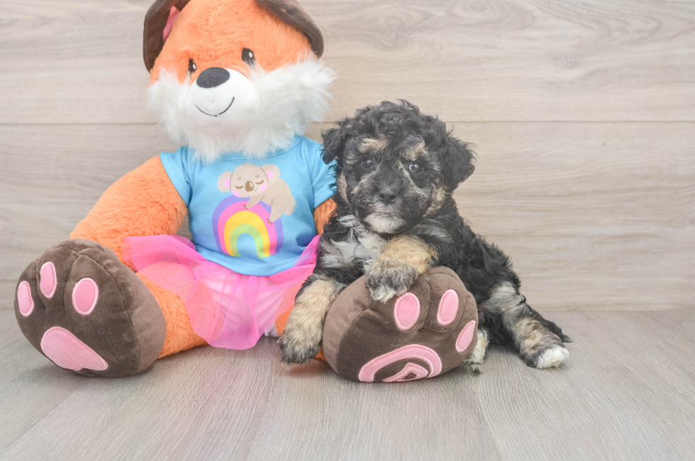 7 week old Havapoo Puppy For Sale - Windy City Pups