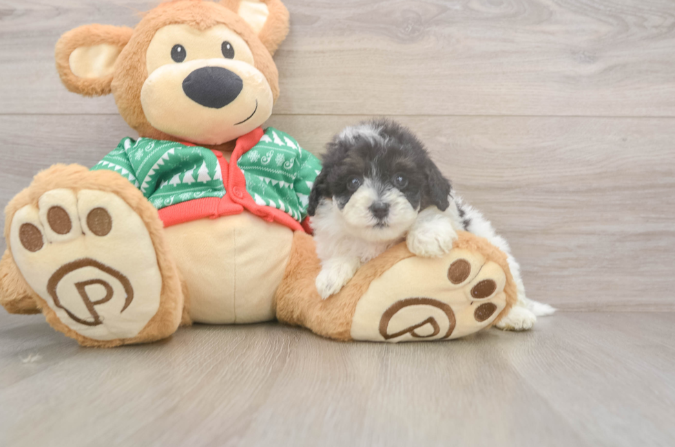 5 week old Havapoo Puppy For Sale - Windy City Pups