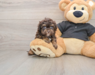 8 week old Havapoo Puppy For Sale - Windy City Pups