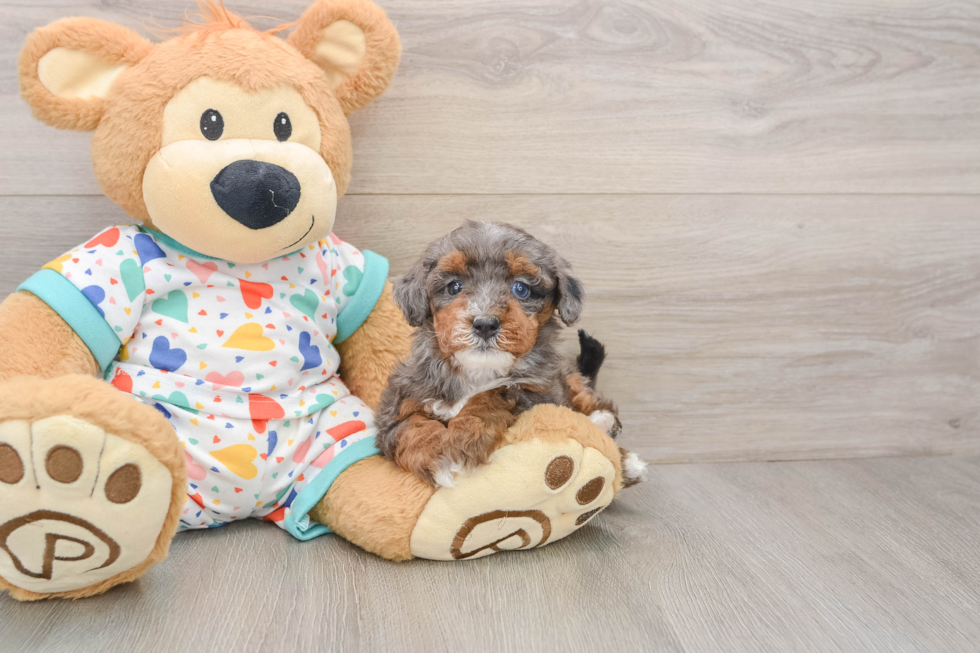 Best Havapoo Baby