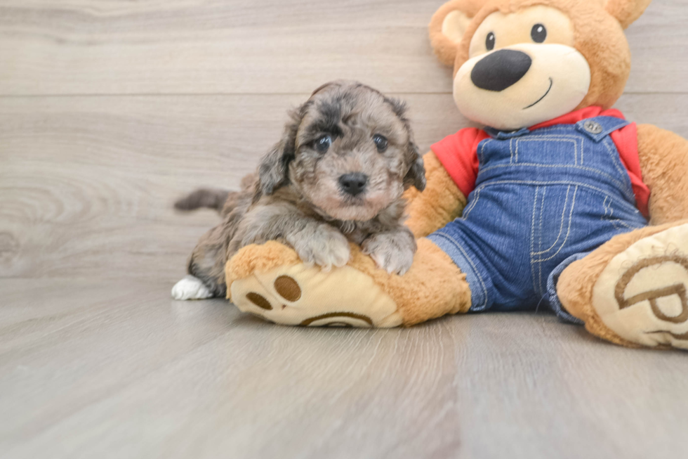 Best Havapoo Baby