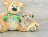 7 week old Havapoo Puppy For Sale - Windy City Pups