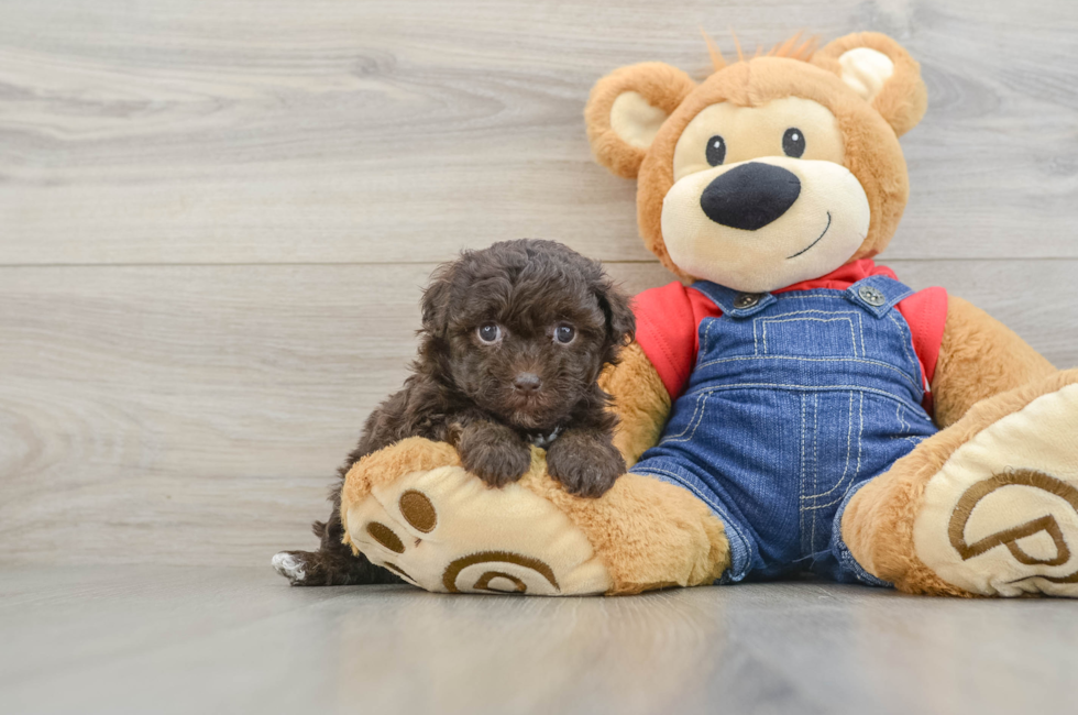 7 week old Havapoo Puppy For Sale - Windy City Pups