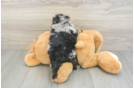 Funny Havapoo Poodle Mix Pup