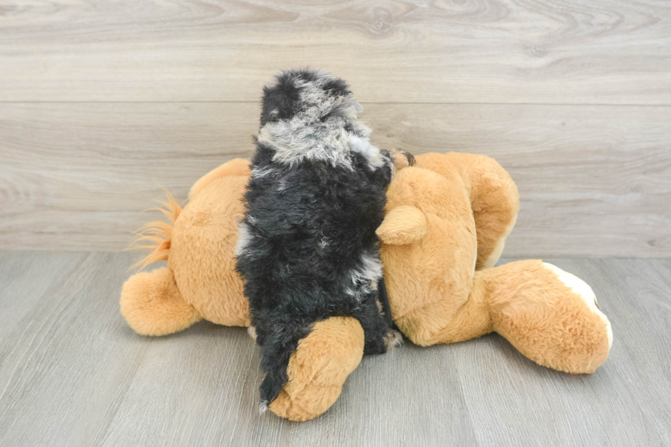 Funny Havapoo Poodle Mix Pup