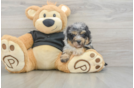 Petite Havapoo Poodle Mix Pup