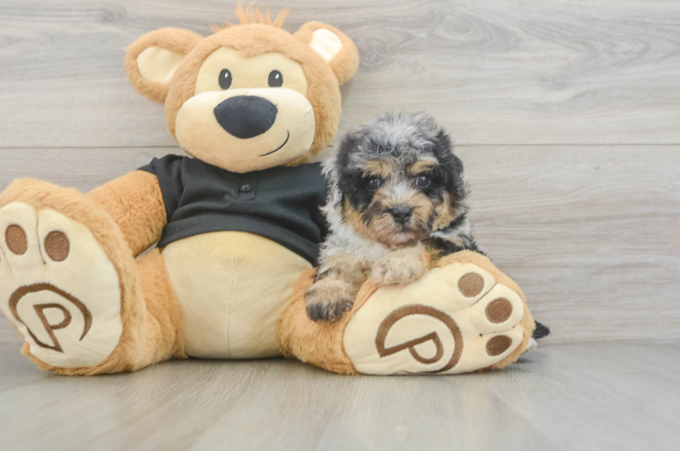 5 week old Havapoo Puppy For Sale - Windy City Pups