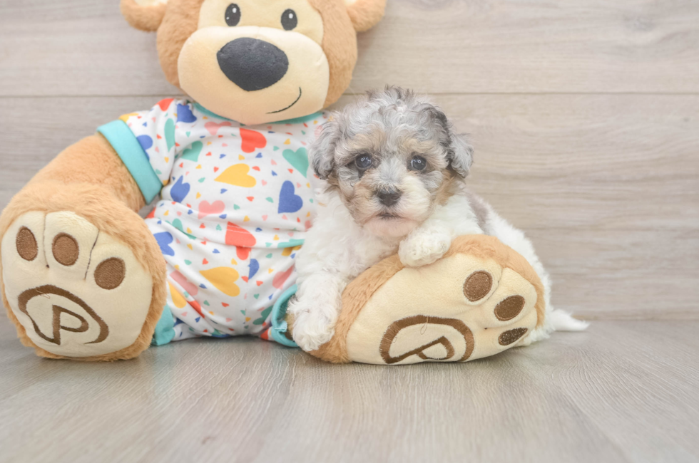 6 week old Havapoo Puppy For Sale - Windy City Pups